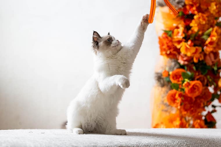 Kitten playful moment during a pet photoshoot in Millworks Creative Studio.