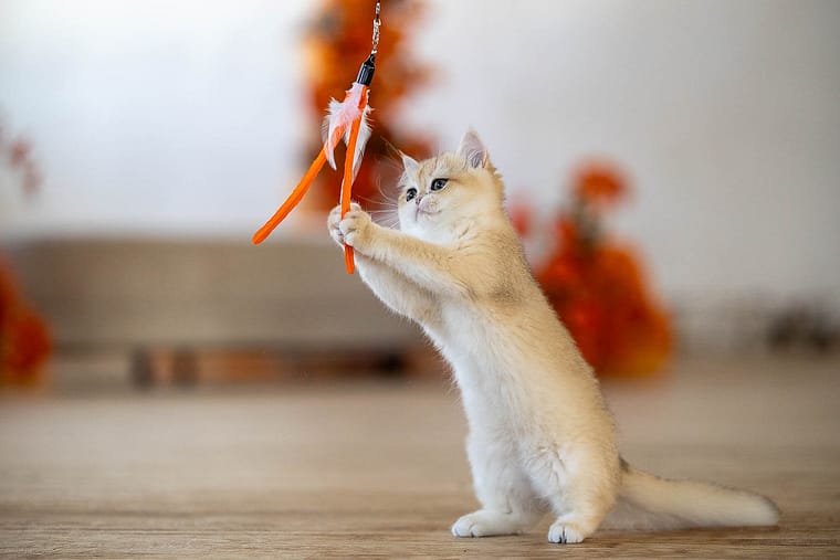 Kitten playing during a photoshoot in Millworks Creative Studio.