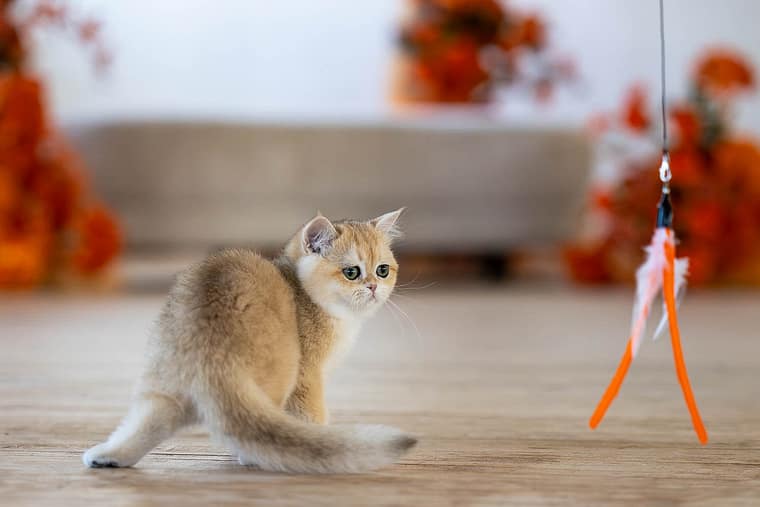 Kitten looking at a toy during a cat photoshoot.