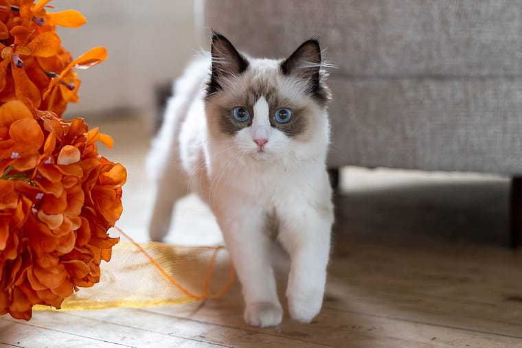 Cat looking at the camera during a cat photoshoot.