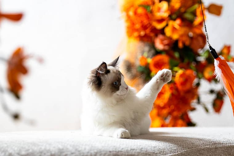 Kitten being playful at a cat photoshoot.