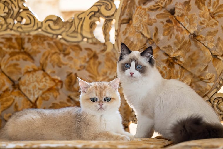 cat photography at Millworks Creative Studio