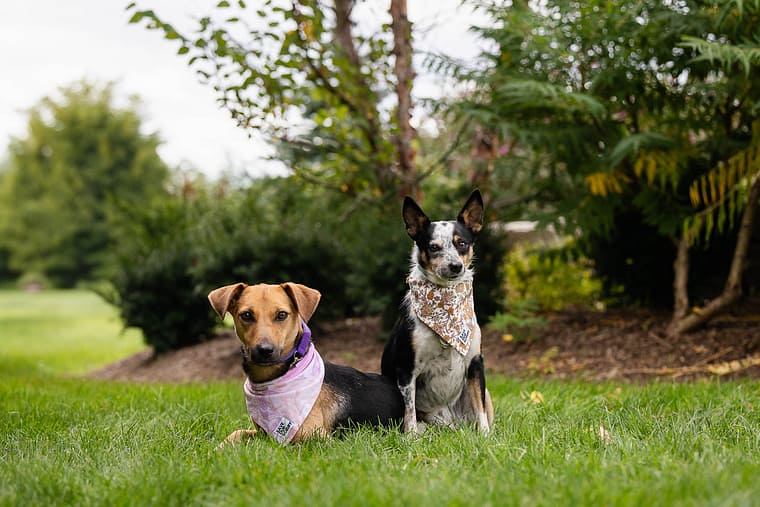 two rescue dogs posing at Save Our Scruff Event at the West Avenue Cider House