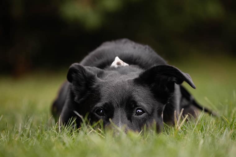 rescue black dog at the West Avenue Cider House
