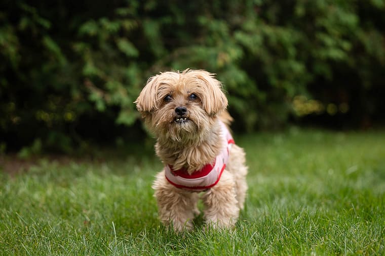 Senior dog posing at the Save Our Scruff Event at the West Avenue Cider House.