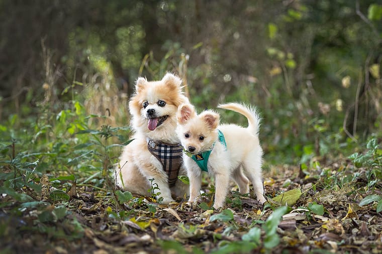 Burlington pet photographer puppy and senior dog photoshoot in Burlington, Ontario.
