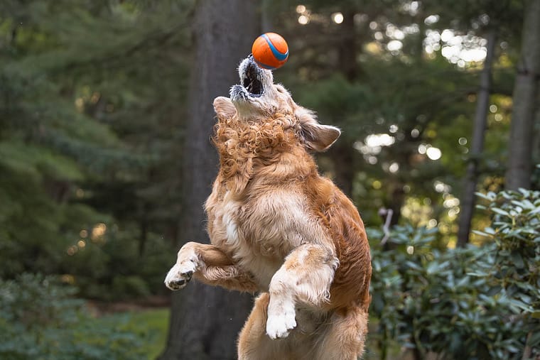 golden retriever catching a ball at a dog photoshoot.