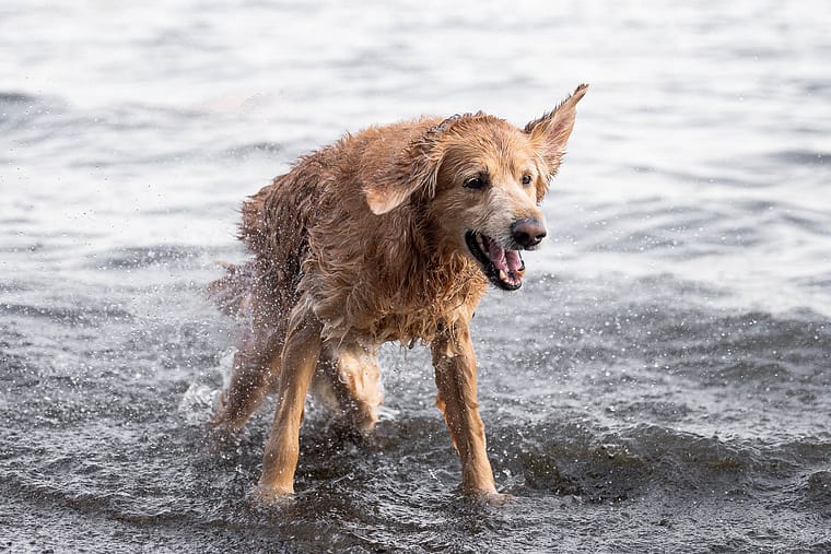 golden retriever enjoying the water in Mississauga.