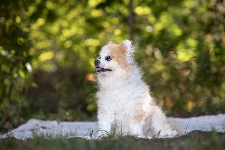 end of life pet photography in Burlington senior dog photoshoot session in Burlington, Ontario.