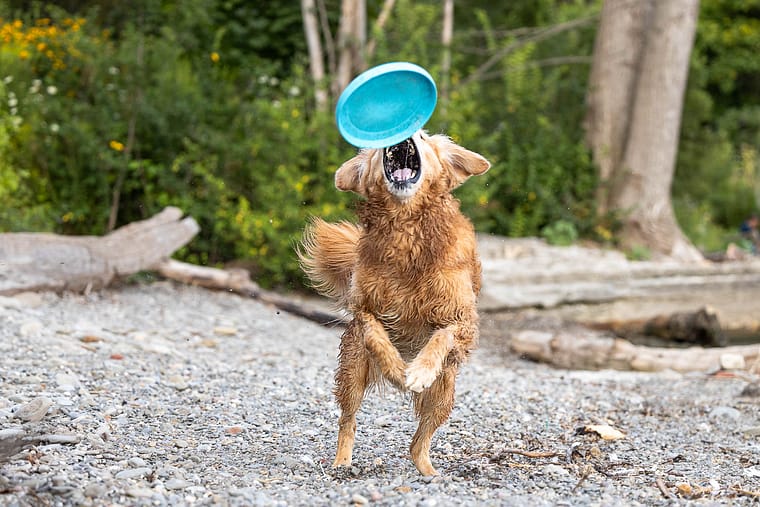 golden retriever catching a frisbee during his dog and family photoshoot.