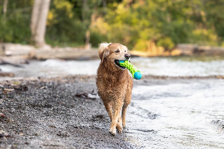 golden retriever having a great time at his pet and family photoshoot.