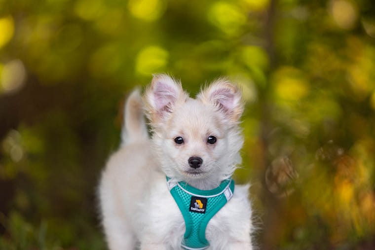pet portrait burlington puppy photoshoot at Lowville park in Burlington, Ontario.