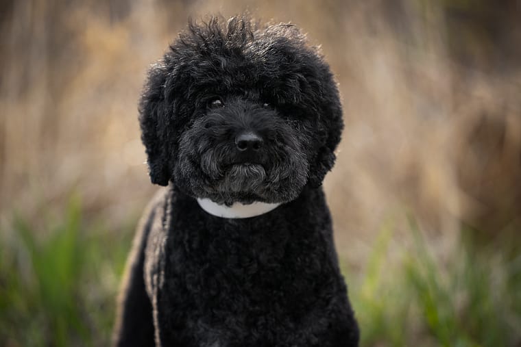 black standard poodle looking at the camera at James Garden Park