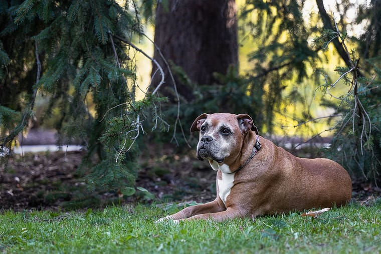 senior dog laying down at a pet photoshoot in Brantford.