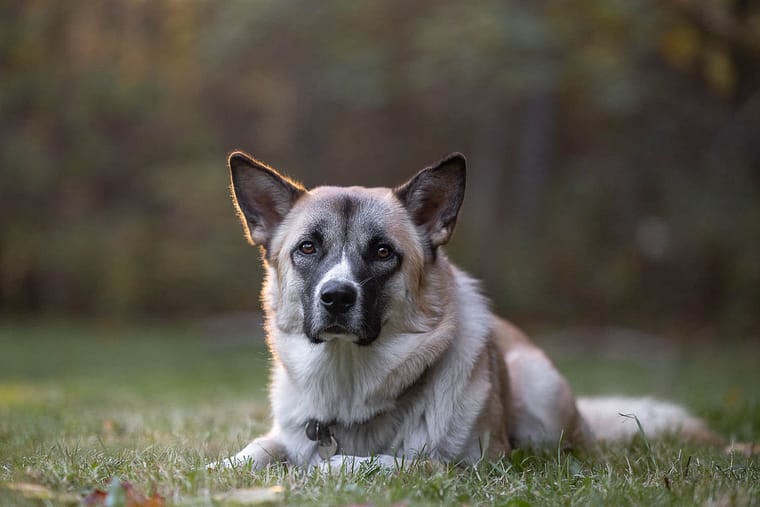 pet photo of a rescue dog at Lowville Park in Burlington.