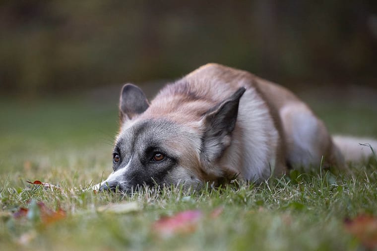 dog photoshoot in Burlington, Ontario.
