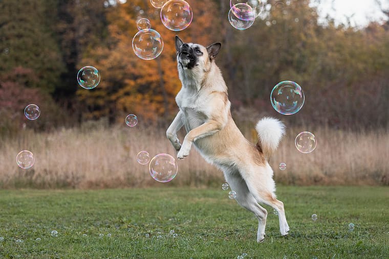 action image of a dog at burlinton, ontario.