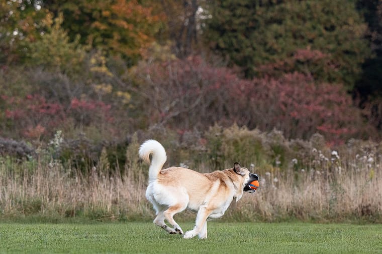 dog action image at Lowville Park
