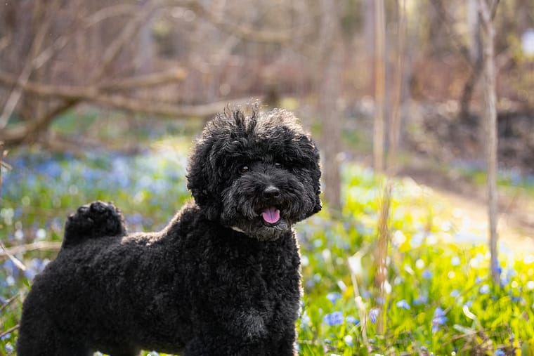 gorgeous black medium poodle pet photoshoot in Toronto.