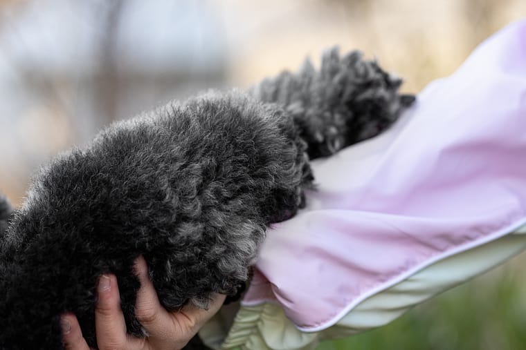 detail image of a dog's paw taken at James Garden.