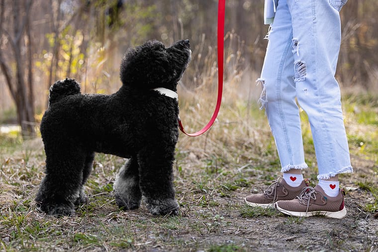 pet and owner photoshoot in Toronto.