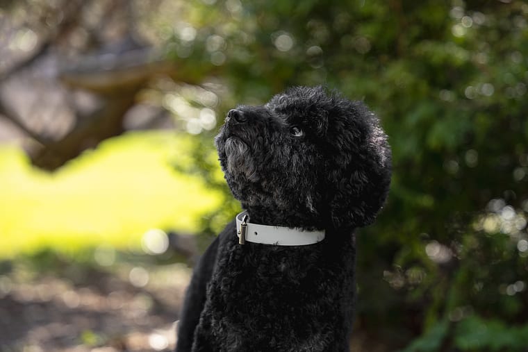 poodle looking up at a dog photoshoot.