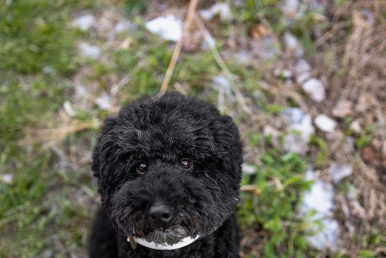 puppy eyes dog photoshoot.