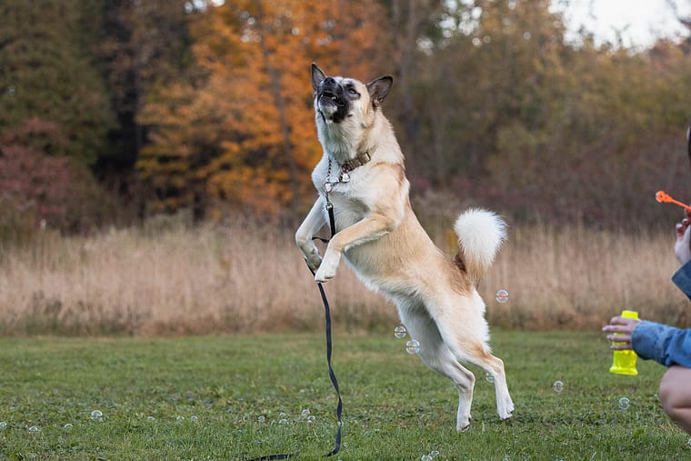 a dog with a leash