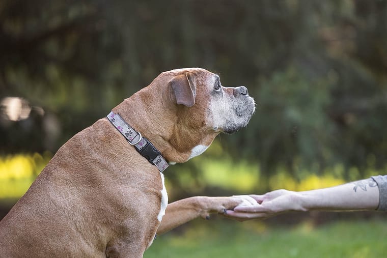 senior dog photoshoot at GLENHYRST GARDENS