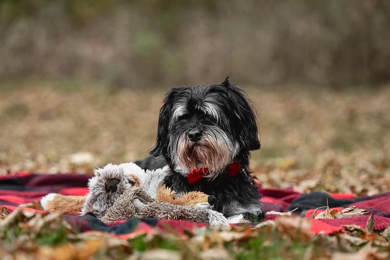 end of life pet photoshoot at James Smith Park