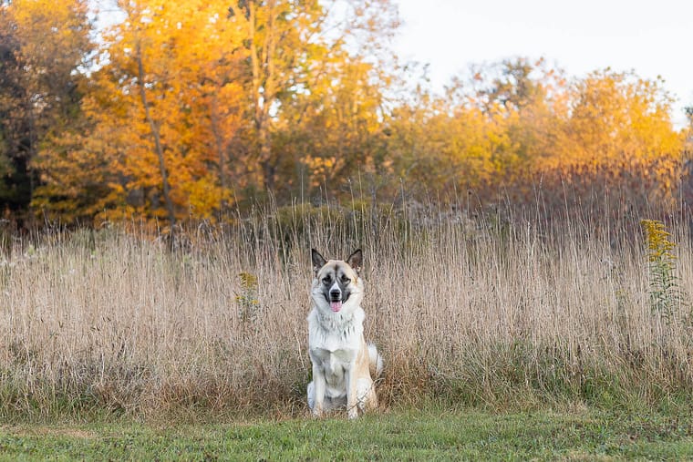 pet photoshoot in Burlington, Ontario.