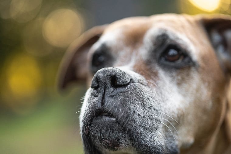 end of life pet photo session at GLENHYRST GARDENS