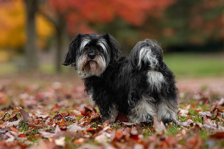 end of life dog photography session at James Smith Park