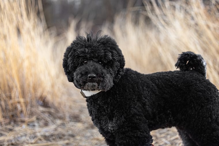 poodle looking at the camera during a dog photoshoot in Toronto.