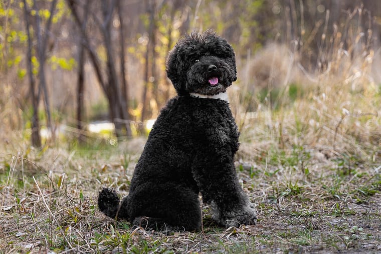 poodle sitting looking at the camer during his pet and family photoshoot in Toronto.