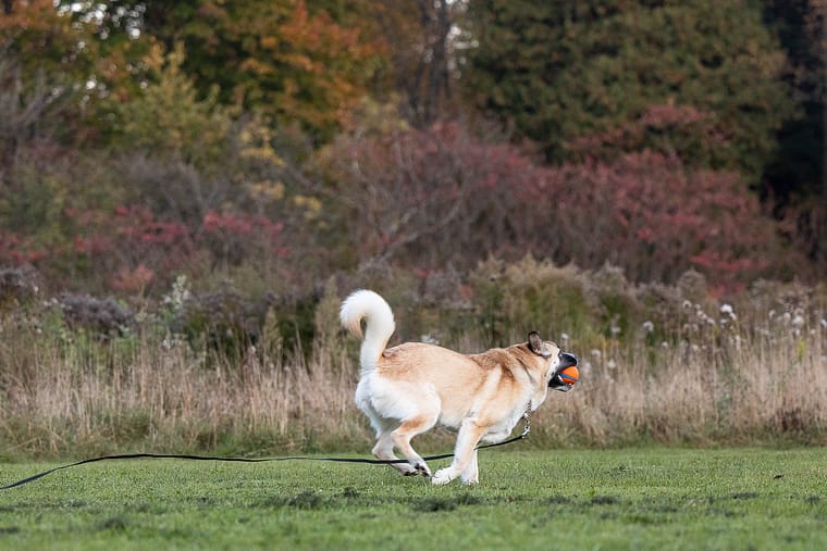 dog doing zoomies with ball at Lowville Park.