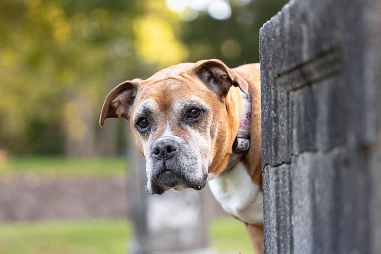 senior dog pet photoshoot in Brantford.