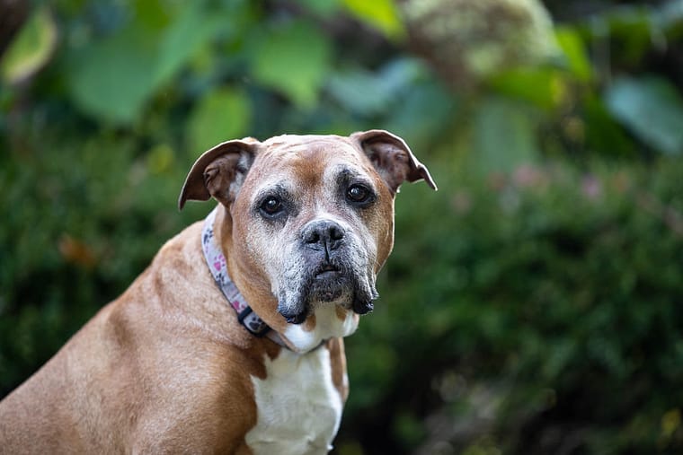 senior dog rainbow bridge session at GLENHYRST GARDENS