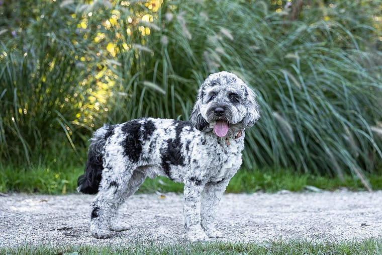 pet photography session at Paletta Mansion.
