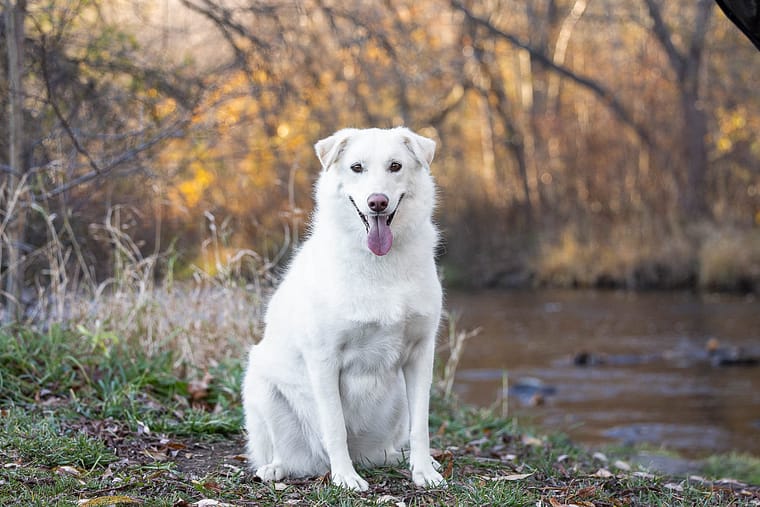 A white dog is posing for a dog photoshoot at Lowville Park.