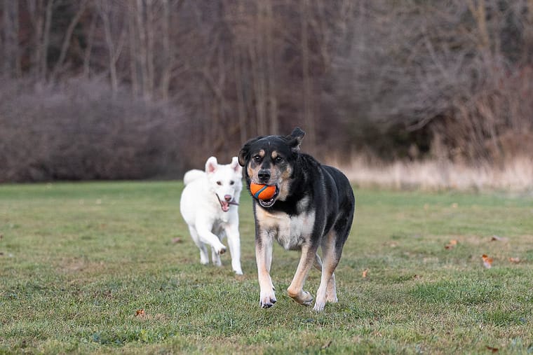 dog action images taken in Burlington