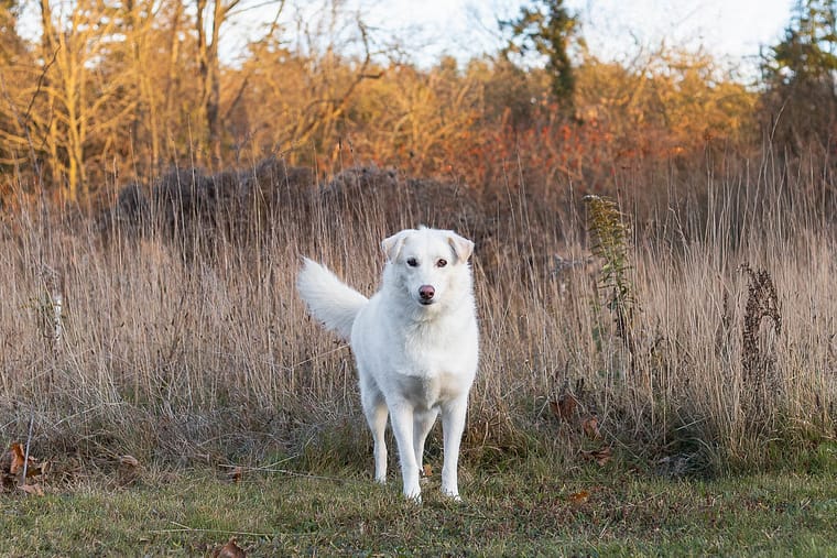 pet fall photoshoot in Burlington, Ontario.