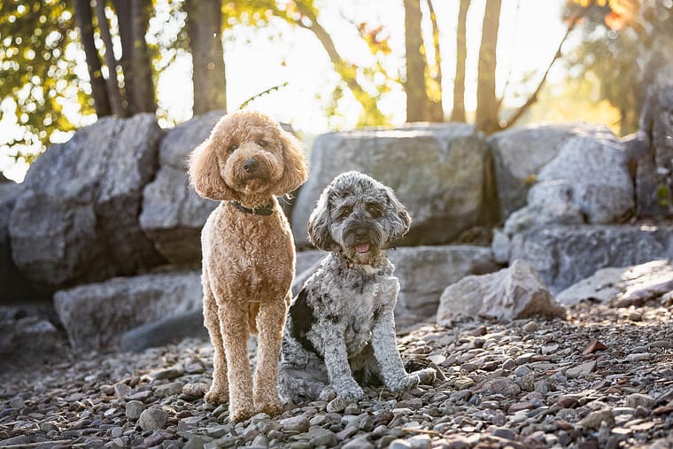 pet photography session at Paletta Mansion.