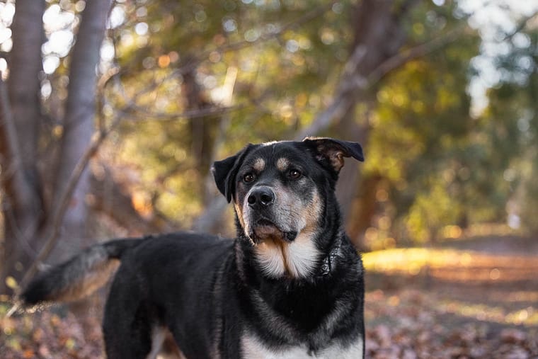 pet fall photoshoot session at Lowville Park.