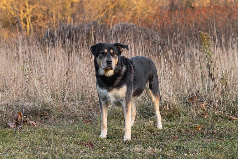 autumn dog photoshoot at Lowville Park.