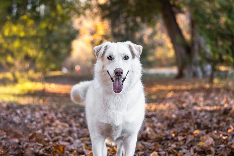 a dog portrait taken at Lowville Park in Burlington