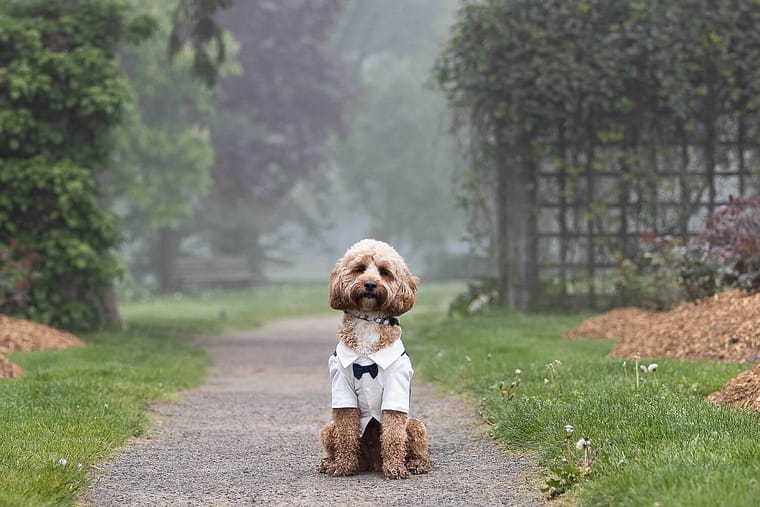 dog photoshoot at Gairloch Gardens in Oakville.