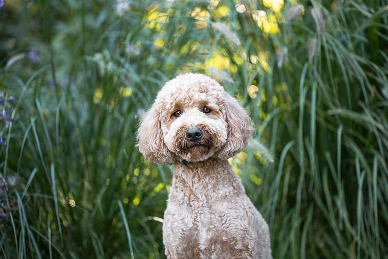cockapoo photoshoot at Paletta Mansion in Burlington.