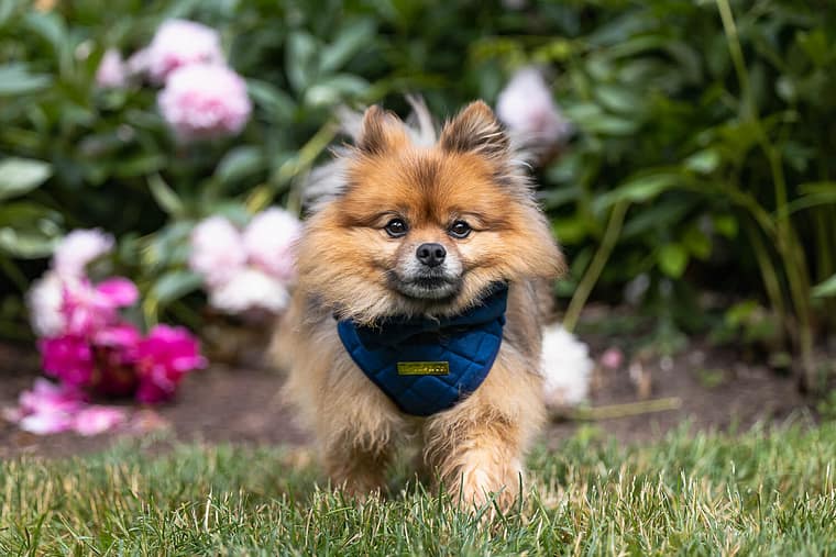 cute pet photo taken in Mississauga.