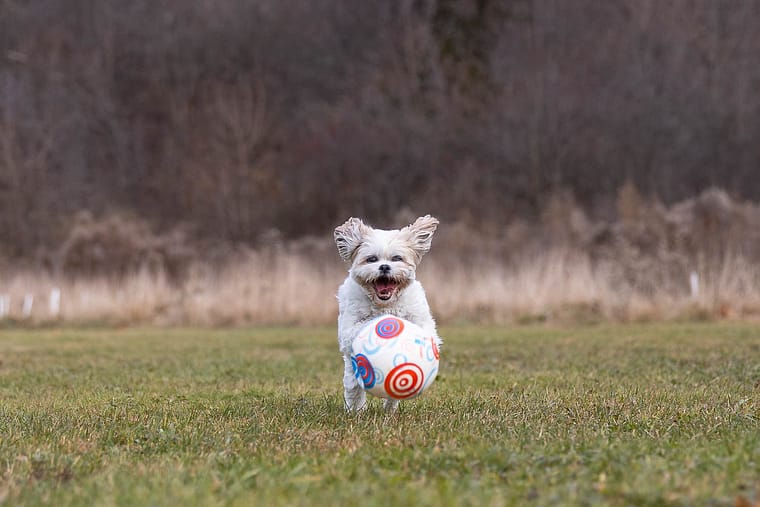dog action image taken at Lowville Park.